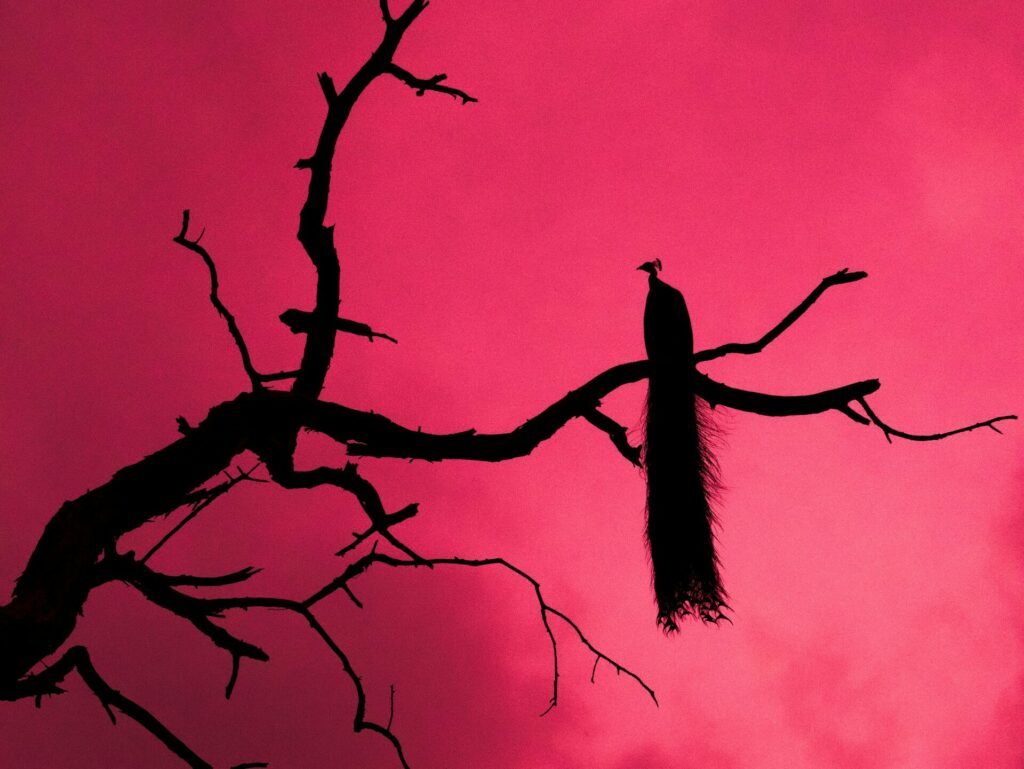 czarny paw siedzący na suchej gałęzi, w tle pochmurne różowe niebo