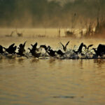 Jak dobrze zacząć nowy dzień? Na zdjęciu kaczki w wodzie o poranku