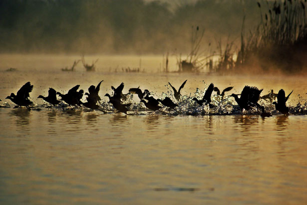 Jak dobrze zacząć nowy dzień? Na zdjęciu kaczki w wodzie o poranku